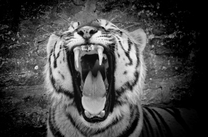 A tiger with no teeth will not live. Un tigre sin dientes no vive.